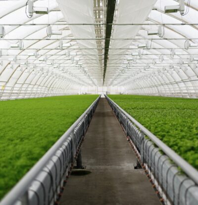 young-plants-growing-very-large-plant-commercial-greenhouse